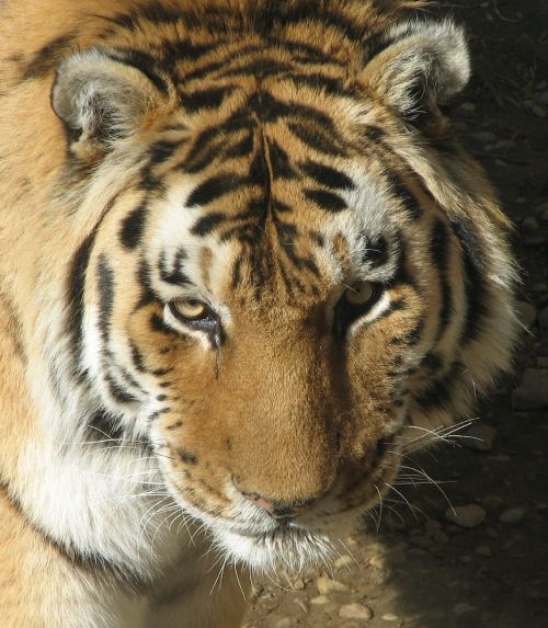 tiger head cat