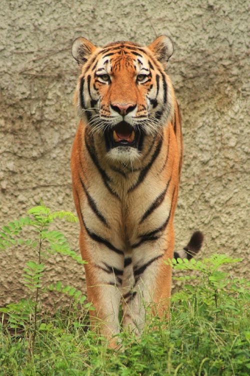 tiger looking big cat