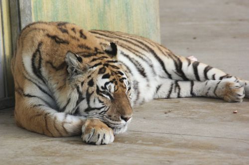 tiger animals relaxation