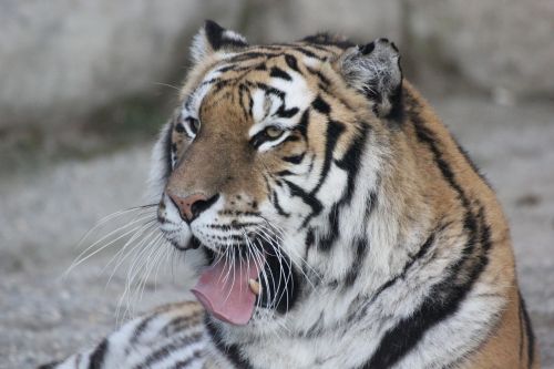 tiger animal relaxation