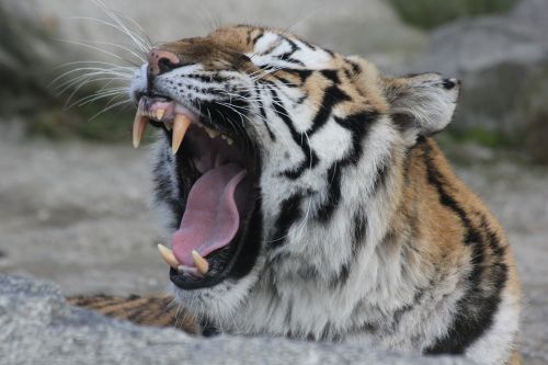 tiger animal relaxation