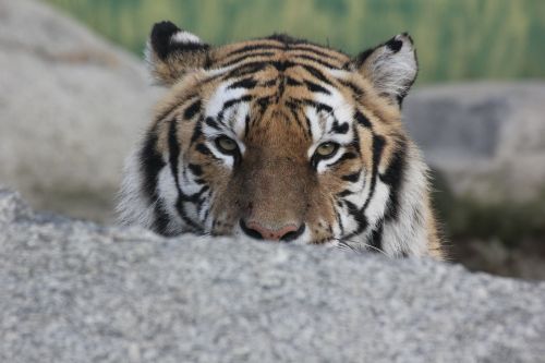 tiger animal relaxation