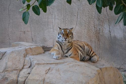 tiger animal feline