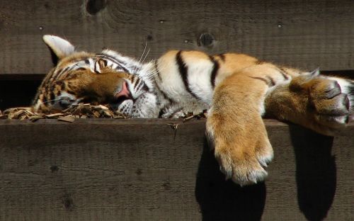 tiger sleeping zoo