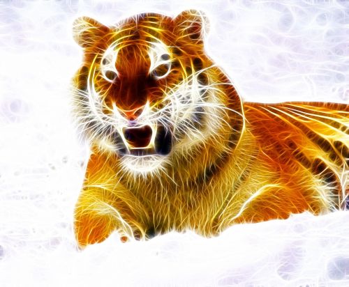 tiger animal wild