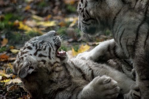 tiger white cub