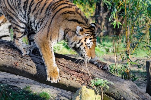 tiger big cat predator