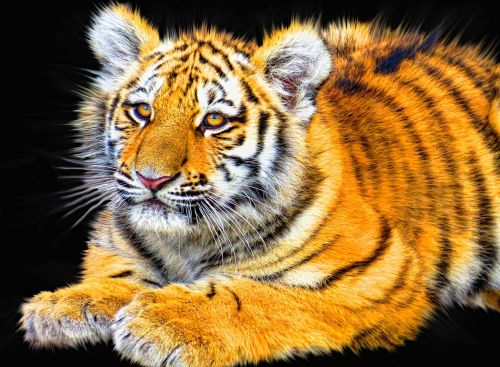 tiger cub animal