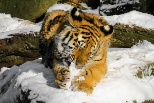 tiger tiger cub cat