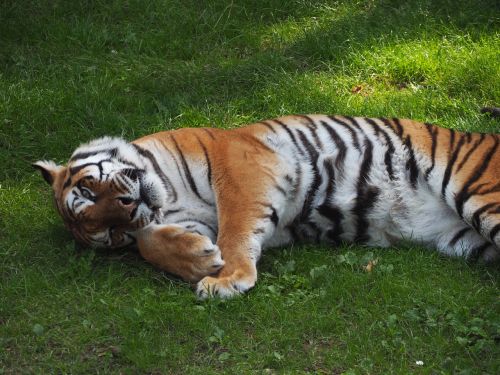 tiger zoo cat