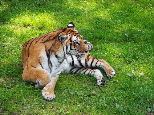 tiger cat serengeti park
