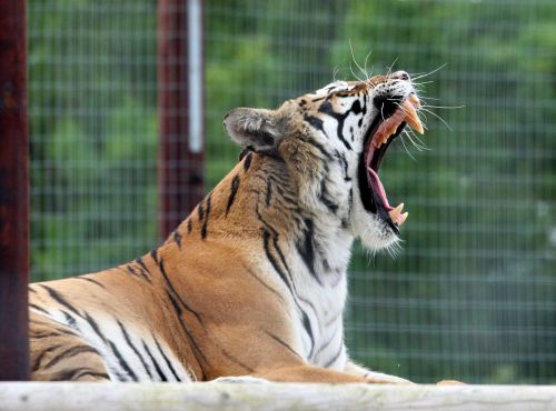 tiger cat yawn