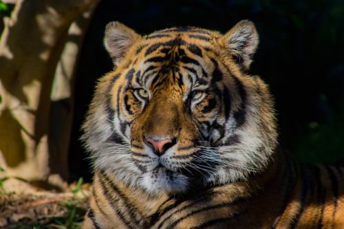 tiger close-up wildlife