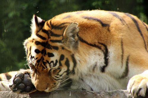 tiger enclosure predator