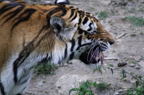 tiger animals predator