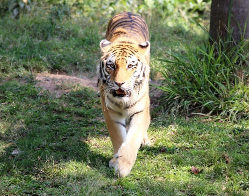 tiger siberian zoo