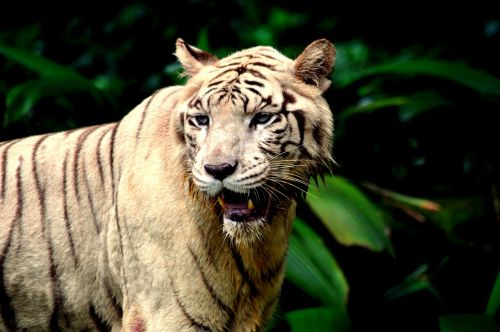 tiger zoo wild