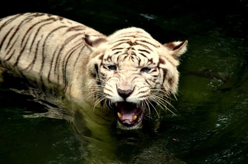 tiger zoo wildlife