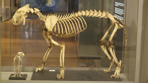 tiger feline skeleton