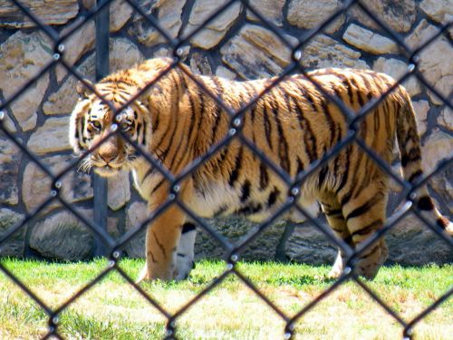 tiger animal cat big