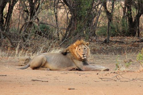 lion resting sunrise