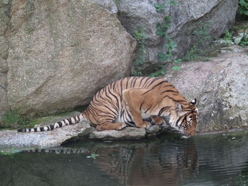 tiger zoo siberian tiger