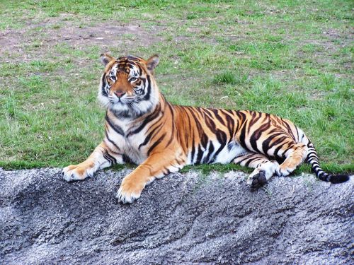 tiger dreamworld stripes