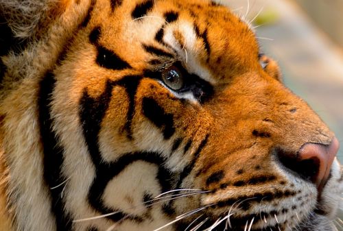 tiger cat animal