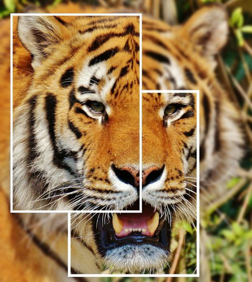tiger collage predator