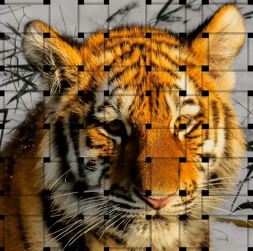 tiger image overlay wattle