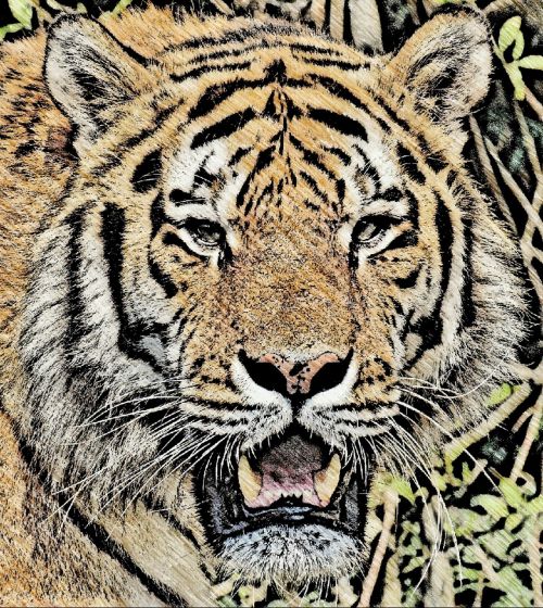 tiger drawing animal