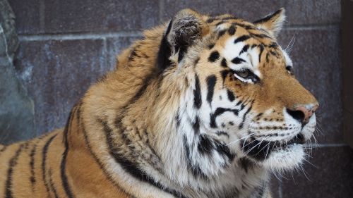 tiger tiger face portrait