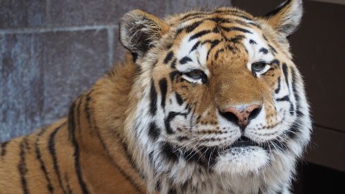 tiger tiger face portrait