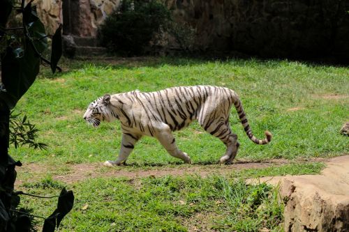 tiger zoo animal