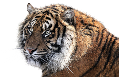 tiger tiger head animal