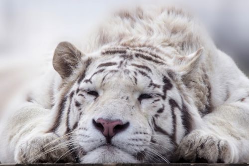 tiger white animal
