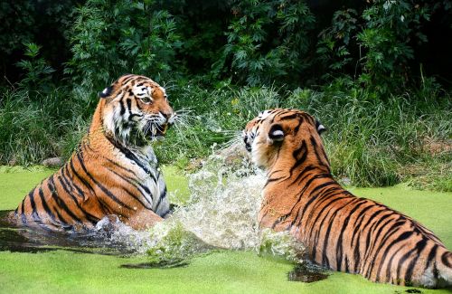tiger cat zoo