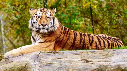 tiger resting wild animal