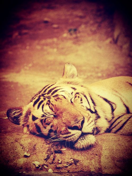 tiger india animal