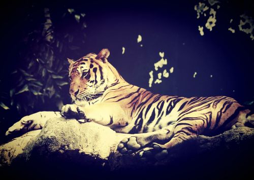 tiger india animal