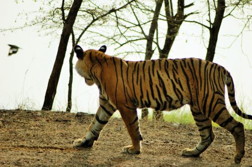 tiger wildlife india