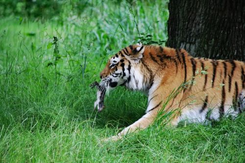 tiger big cat animal