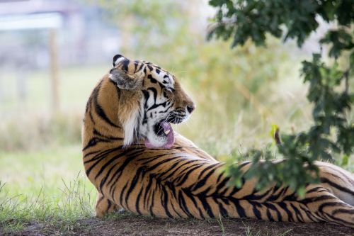 tiger licking lick