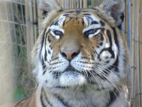 tiger stripes wildlife