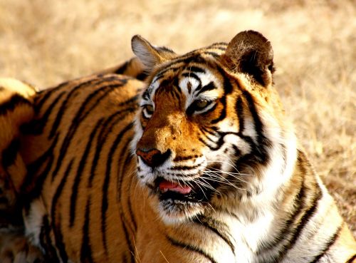 tiger india wildlife
