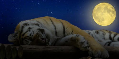 tiger sleep good night