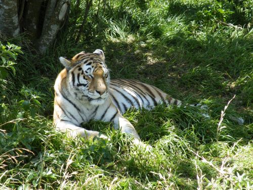 tiger animal predator