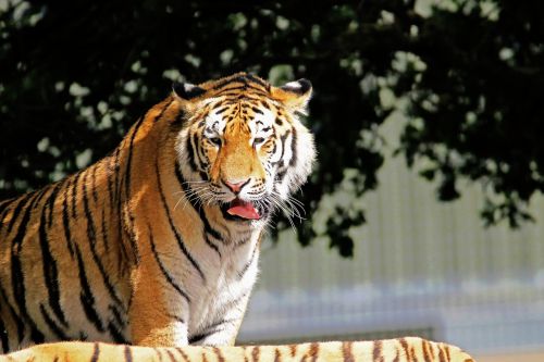 tiger big cat big