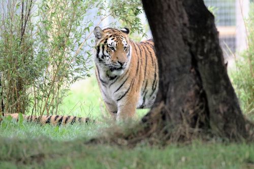 tiger big cat wildlife