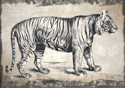tiger wildlife animal